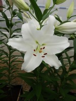 [4258 Gandhara No02.JPG]